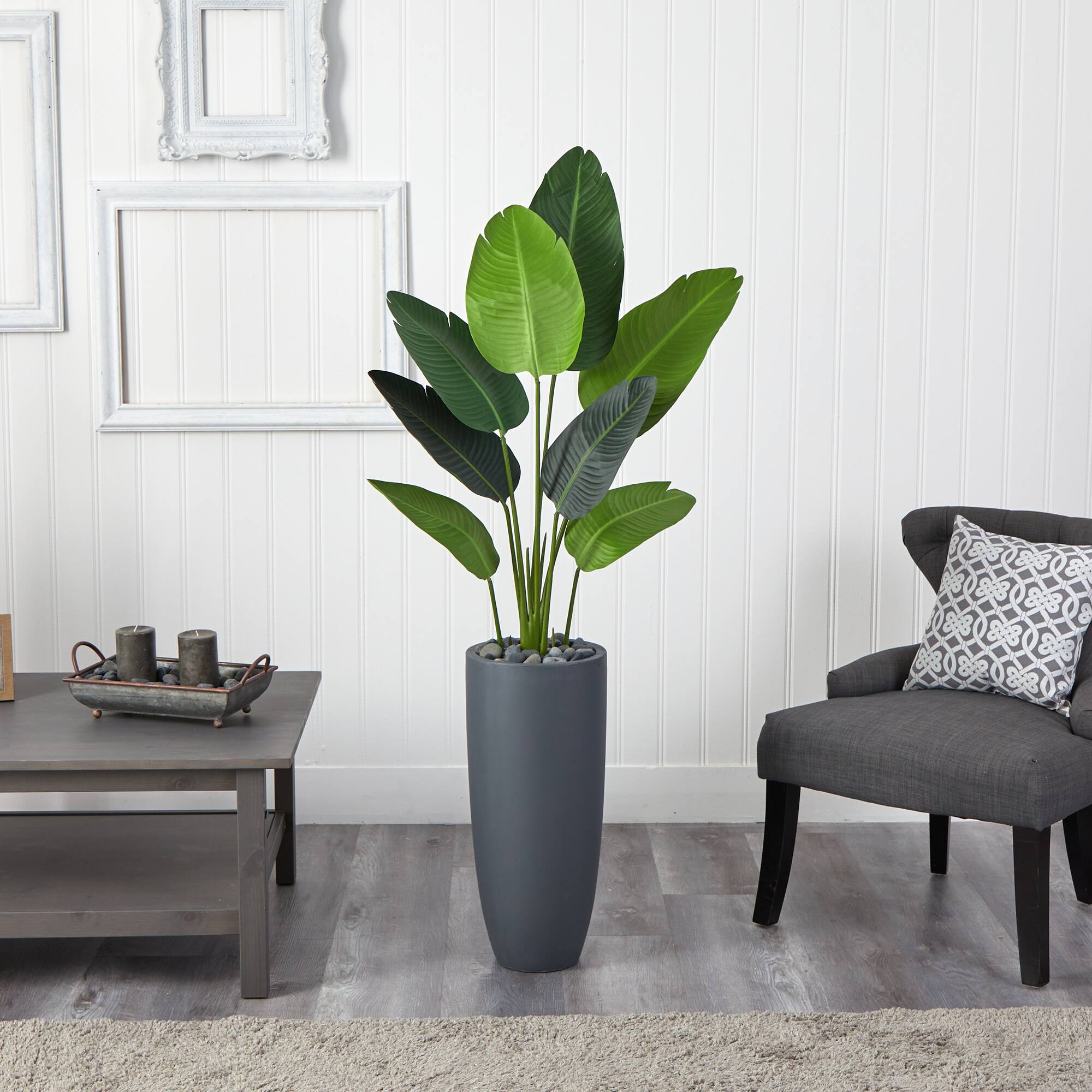 5.5ft. Traveler's Palm Tree in Gray Planter